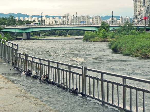 Sinchon River - Daegu South Korea